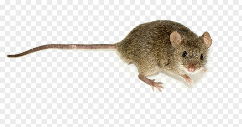 Exam Rodent House Mouse Wood Pest Trapping PNG