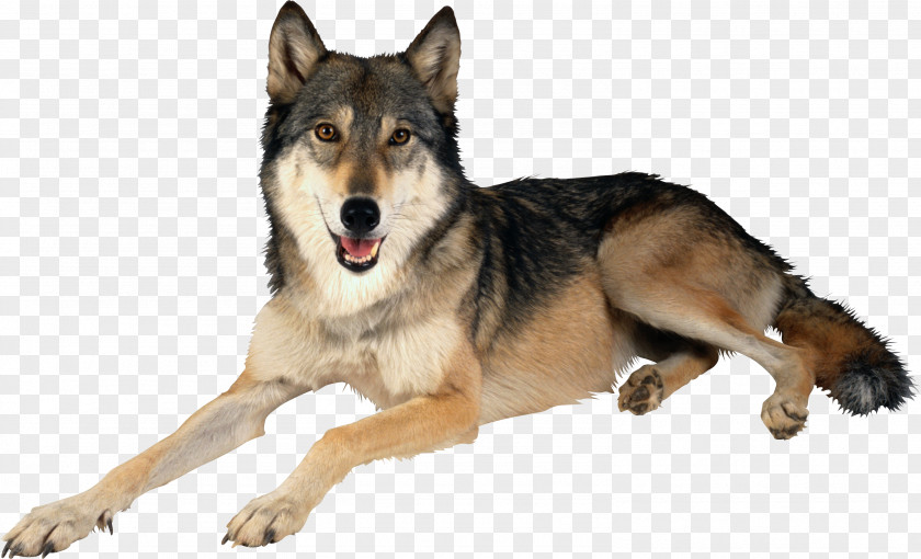 Wolf Image Dog Clip Art PNG