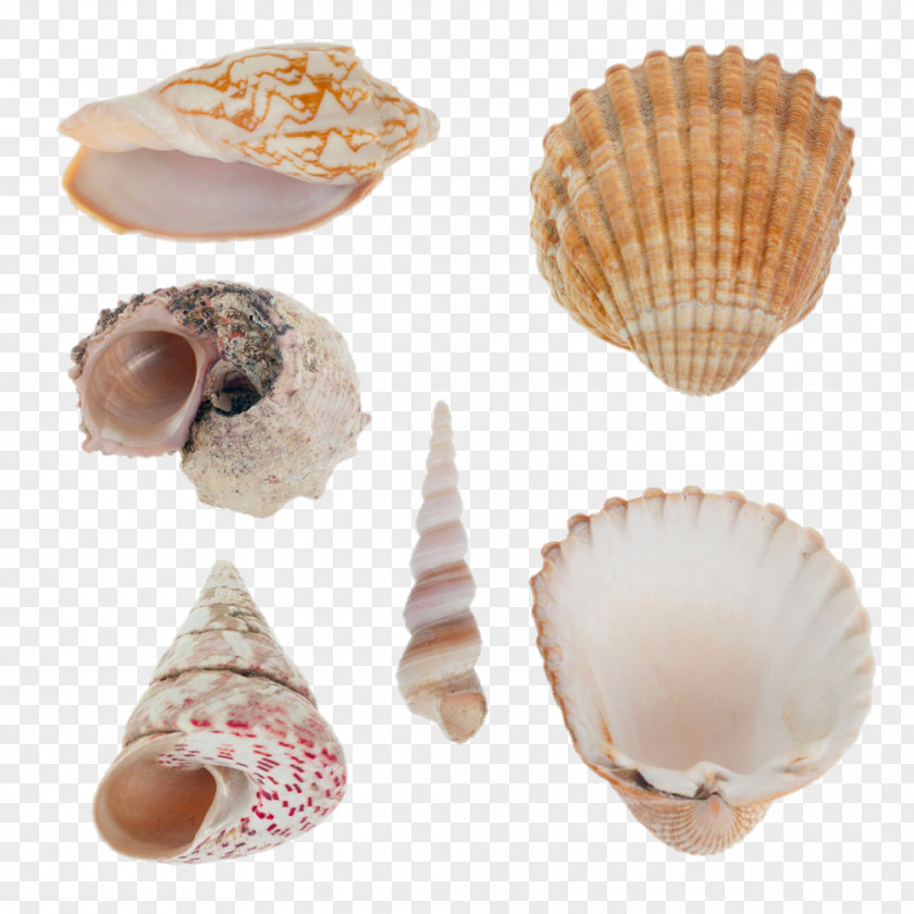 All Kinds Of Shellfish Seashell Mollusc Shell Stock Photography Nautilidae PNG