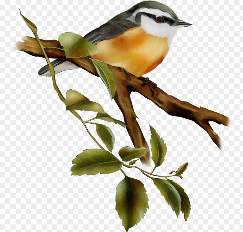 Bird Branch Beak Yellow Breasted Chat Songbird PNG