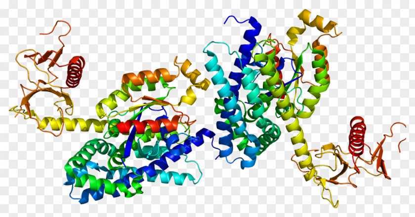 Intersectin 1 SOS1 Son Of Sevenless Protein Gene PNG