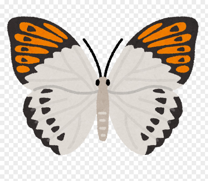 Monarch Butterfly Illustration Image Photograph Shutterstock PNG