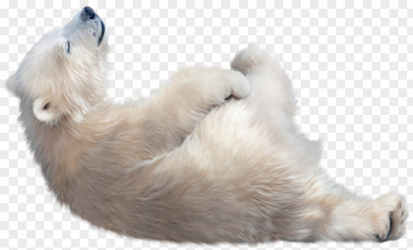 Polar Bear The Arctic Dog PNG