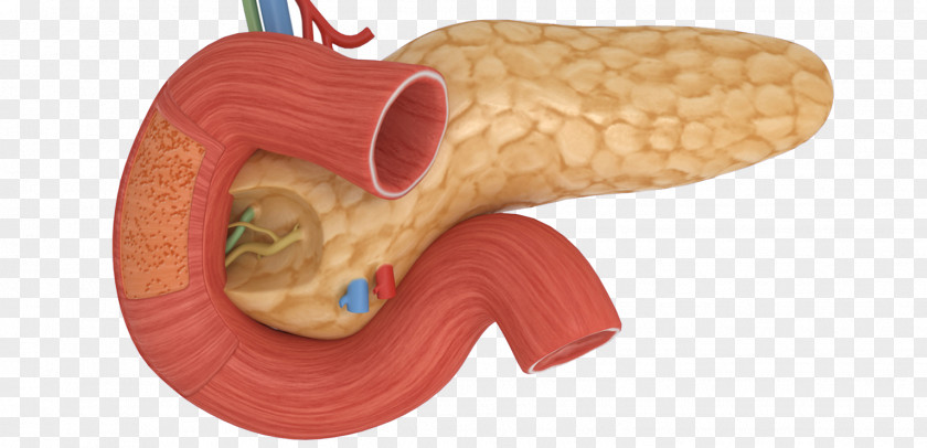 Pancreas Human Body Acute Pancreatitis Gallbladder PNG