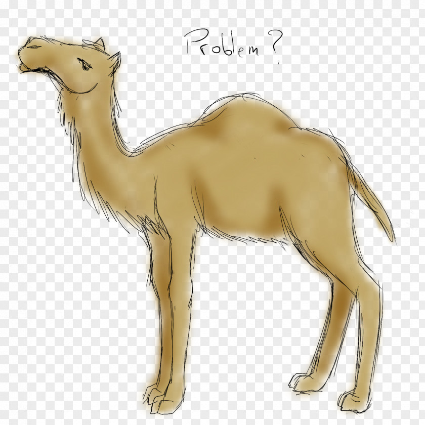 Camel Dromedary Bactrian Australian Feral Drawing Sketch PNG