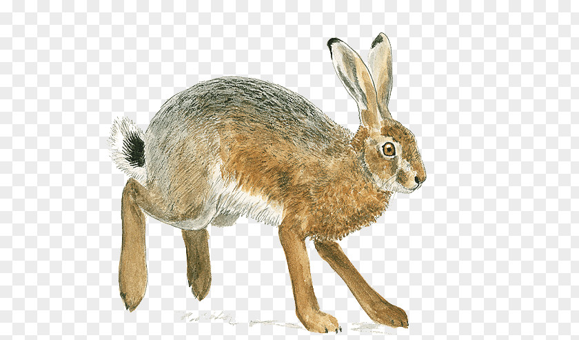 Domestic Rabbit European Hare Rodent Brown Rat PNG