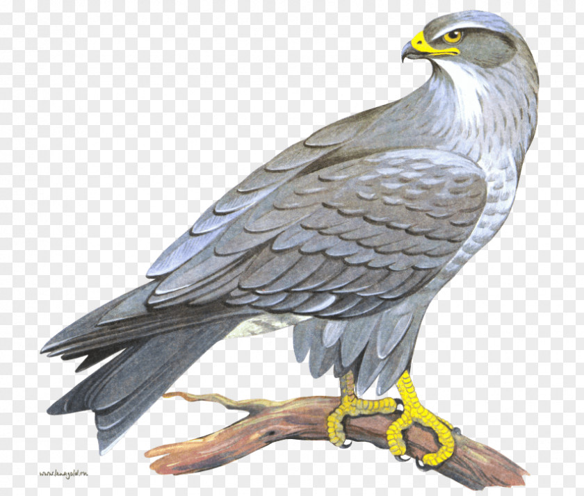 Eagle Bald Hawk Clip Art PNG