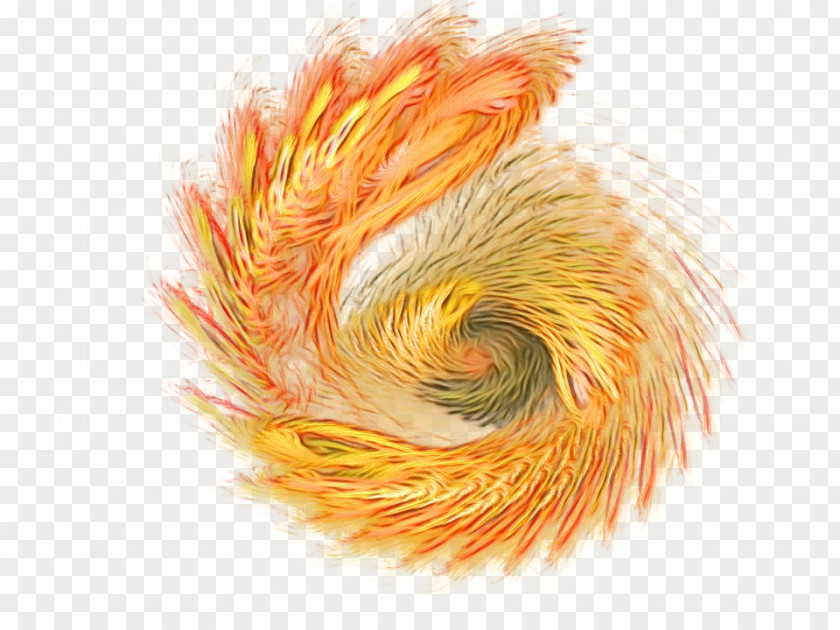 Feather Yellow Orange PNG