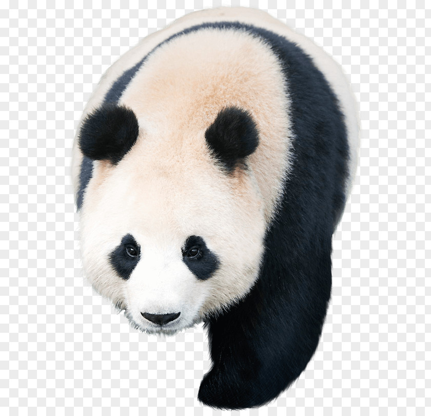 Giant Panda Pandas Kakao Games PNG