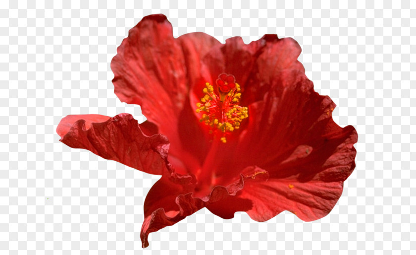Hibiscus Lasiocarpos Shoeblackplant Rosemallows 2386 (عدد) Clip Art PNG