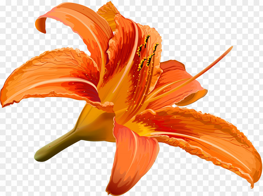 Lilly Flower Drawing Hibiscus PNG