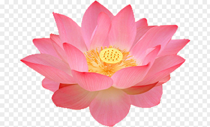 Lotus Flower Nelumbo Nucifera 1080p WUXGA PNG