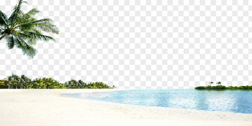 The Sea Arecaceae Tree Beach PNG