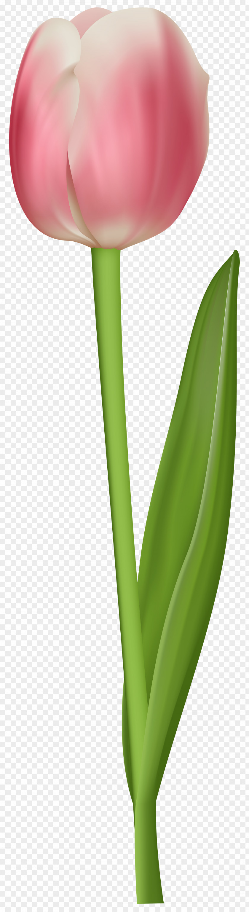 Tulip Transparent Clip Art Image Petal Plant Stem PNG