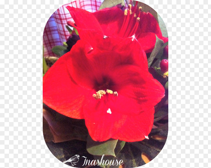 Amaryllis Rosemallows Jersey Lily Belladonna PNG