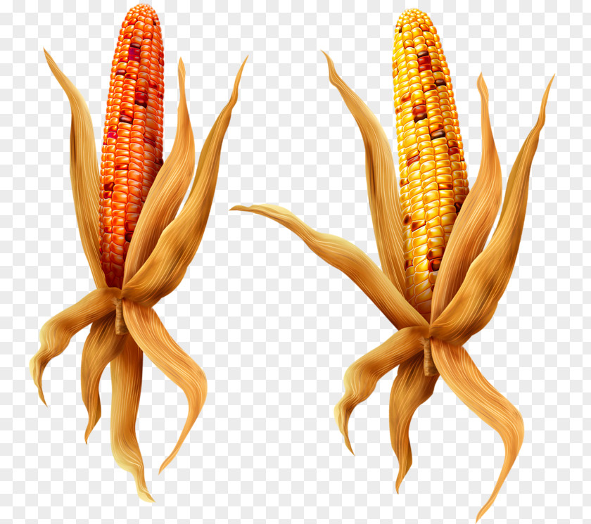 Animation Maize Broom-corn PNG