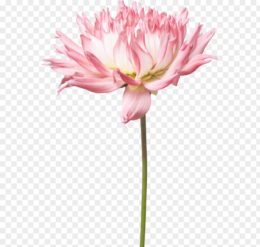 Flower Dahlia Plant Stem Cut Flowers PNG