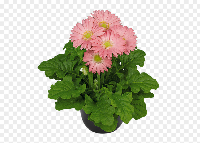 Gerbera Transvaal Daisy Cut Flowers Houseplant PNG