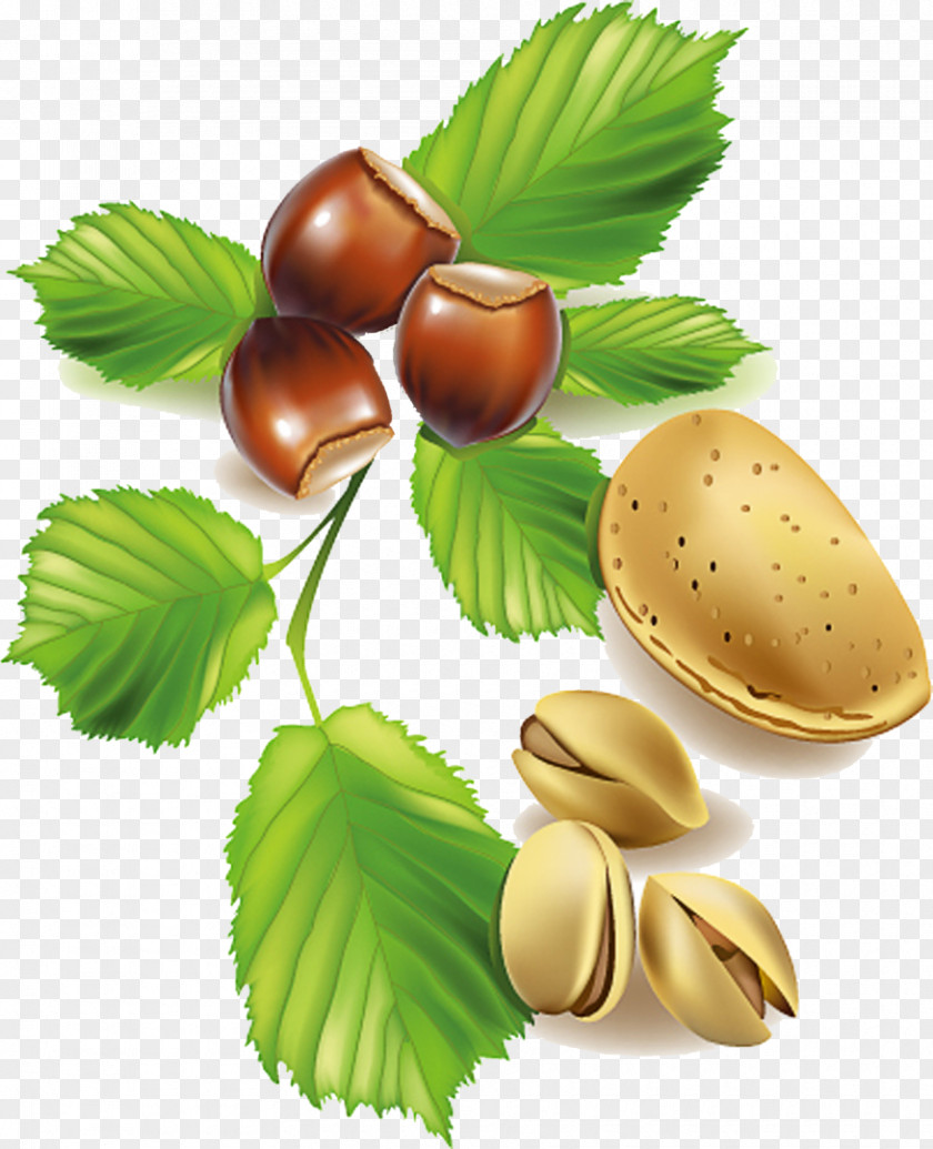 Nuts Seeds Almond Fruit Tree PNG