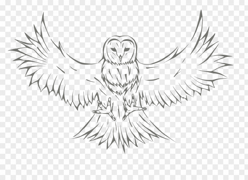 Owl Sketch Drawing Image Graphics PNG