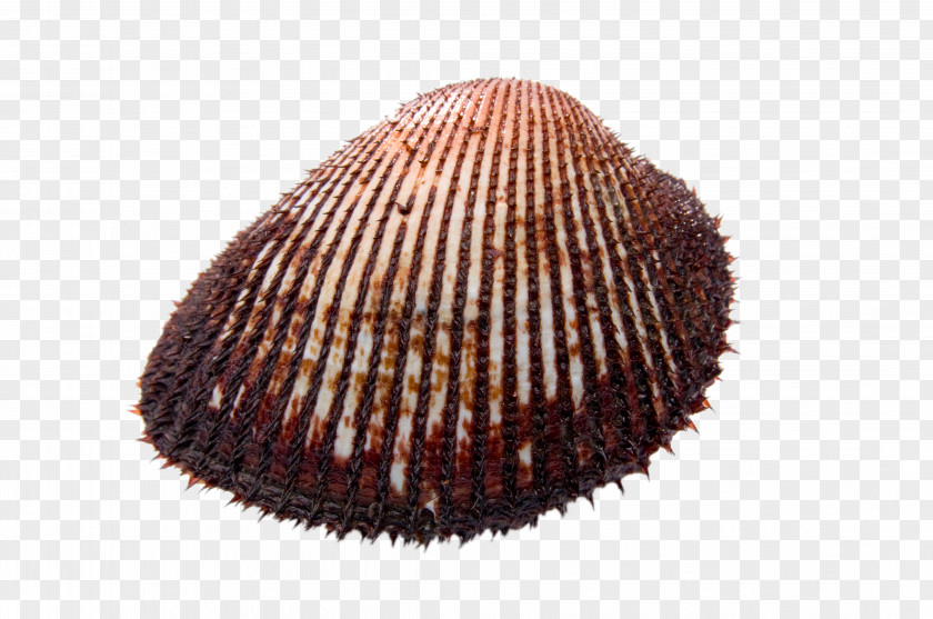 A High-definition Seashells Seafood Cockle Clam Seashell PNG