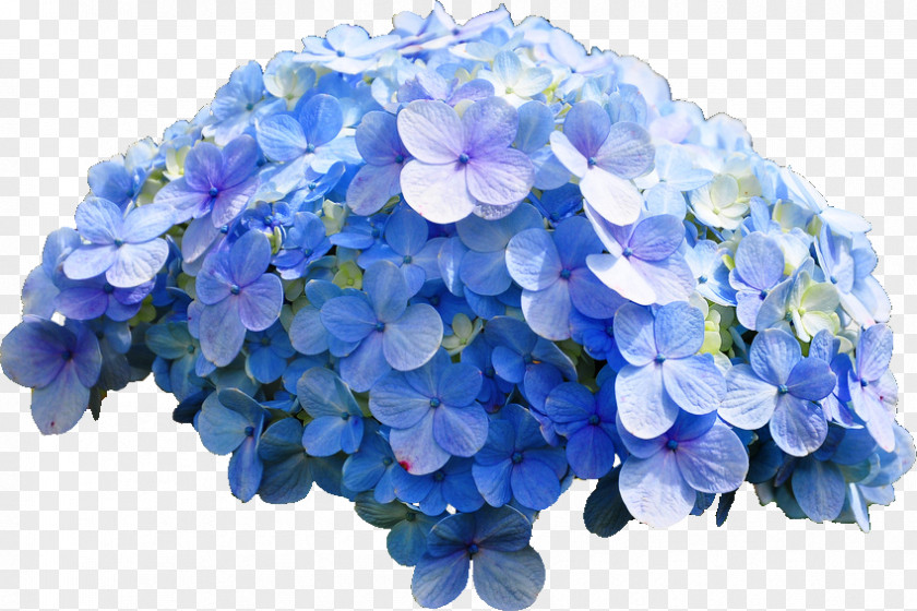 Blue Flower French Hydrangea Rose PNG