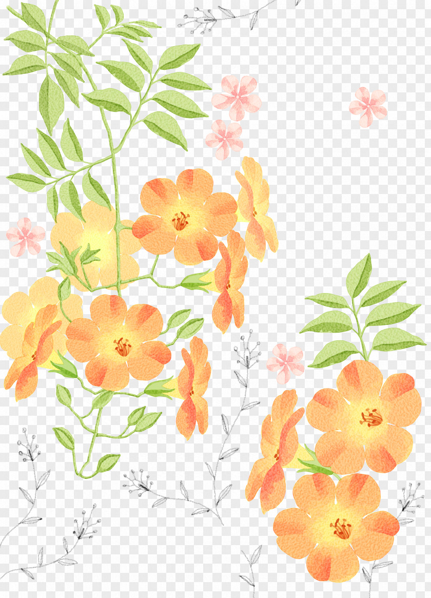 Chrysanthemum Watercolor Painting Illustration PNG