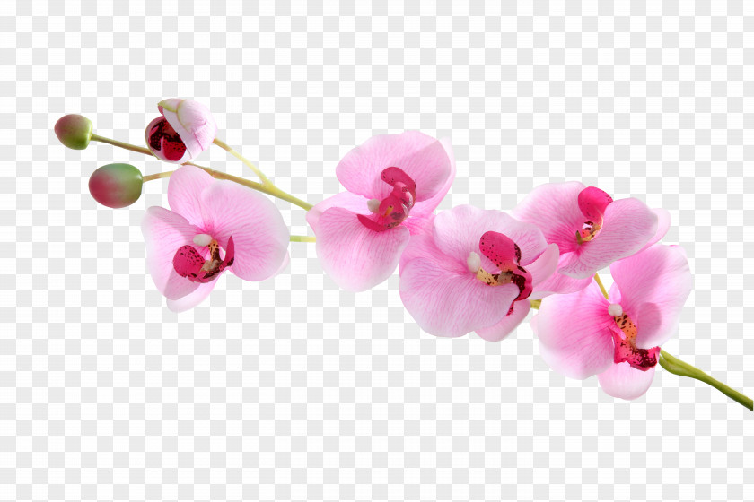 Flowers Are Free To Download Moth Orchids PNG