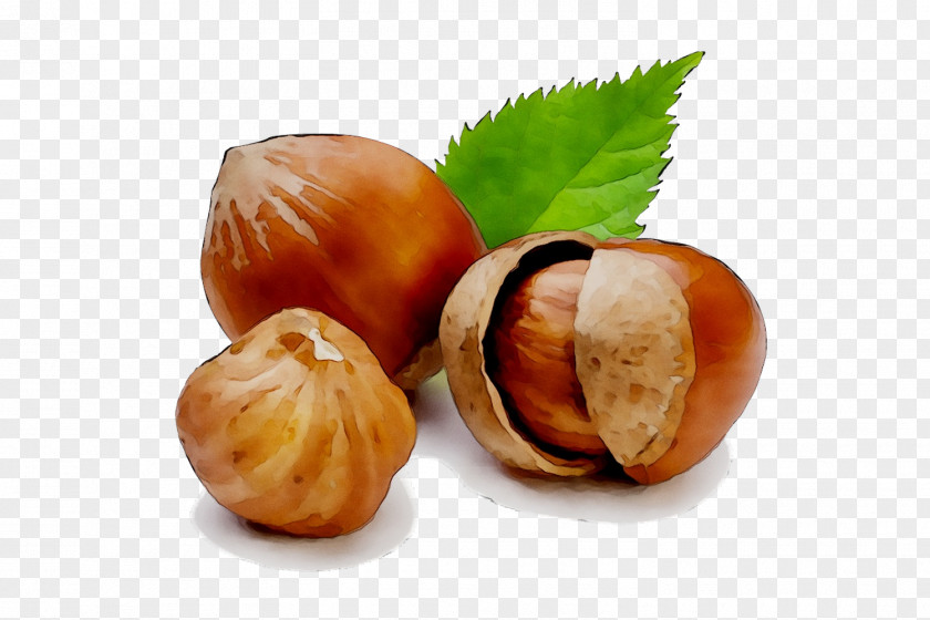 Hazelnut Health Food PNG
