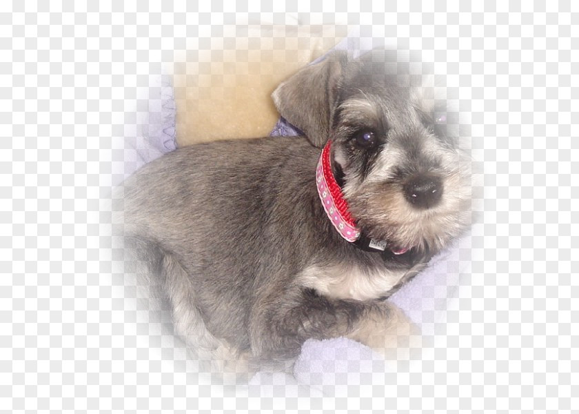 Puppy Miniature Schnauzer Schnoodle Morkie Companion Dog PNG