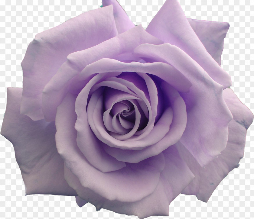 Violet Flower Garden Roses Clip Art PNG