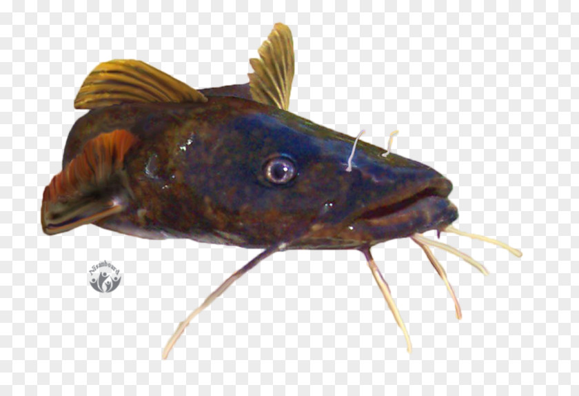 Catfish Actinopterygii PNG