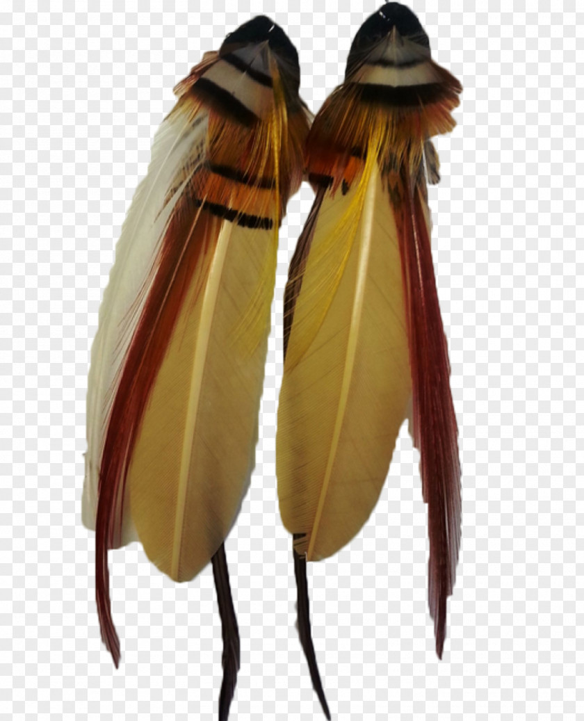 Colored Feathers Insect Pollinator Invertebrate Pest Arthropod PNG
