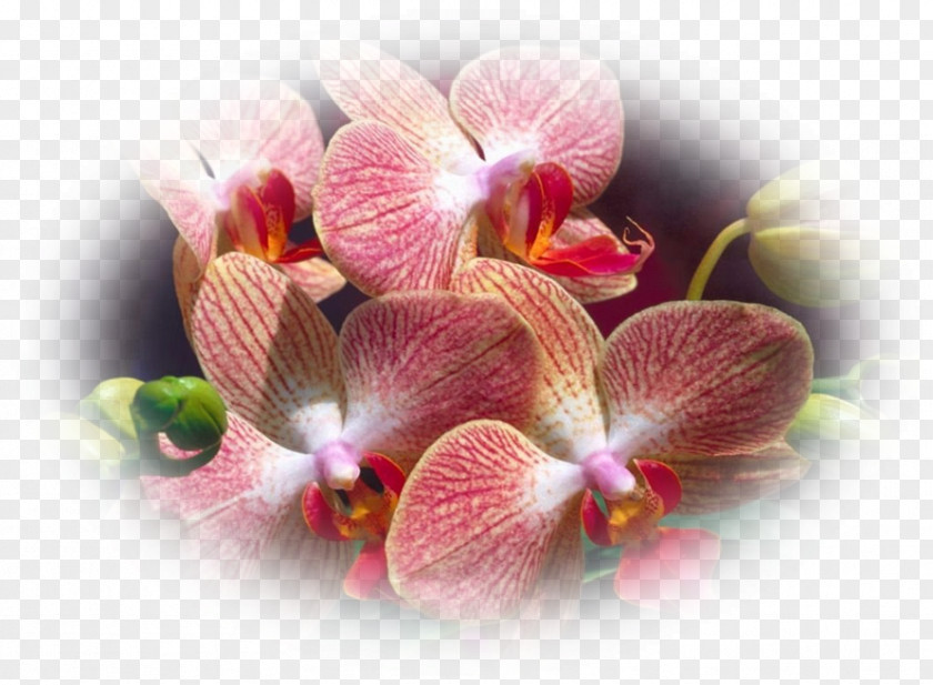 Flower Moth Orchids Plant Cornerstone Bible Church Of Fremont PNG