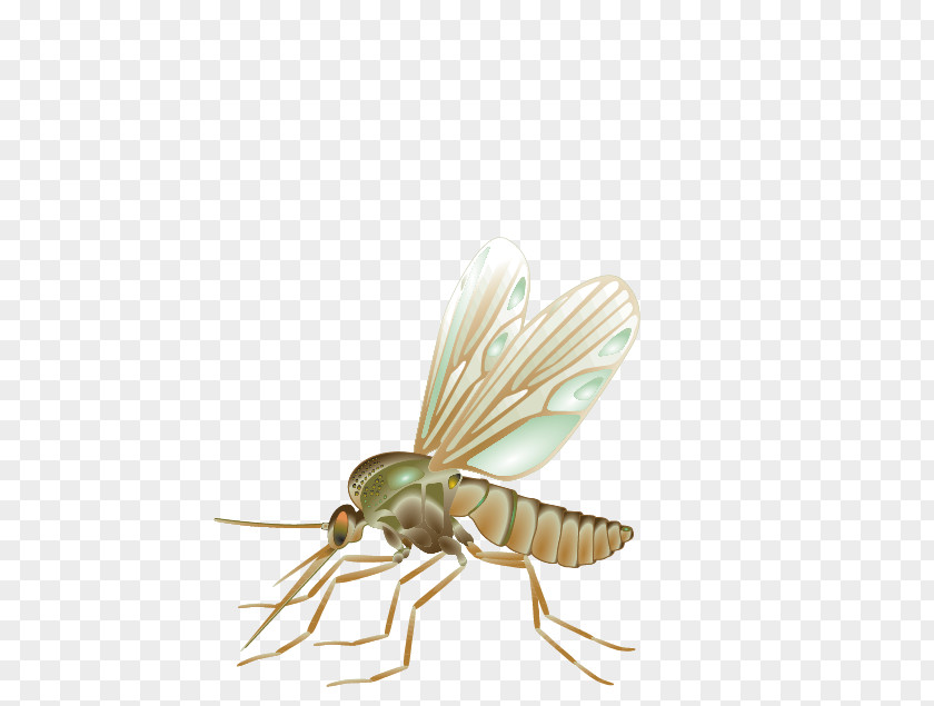 Mosquito Fly Vector Insect PNG