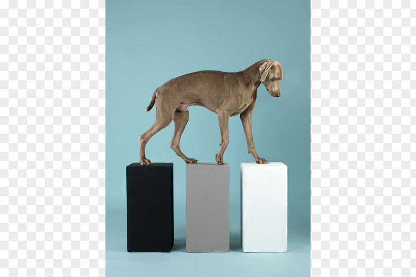 Painting Weimaraner William Wegman: Being Human Wegman Puppies Holyoke Photography PNG