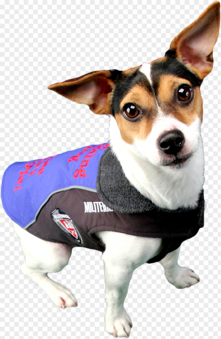 Puppy Dog Breed Rat Terrier Companion Training PNG