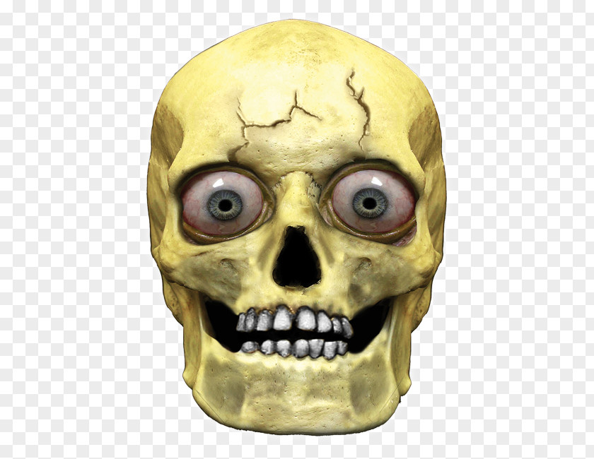 Skull Human Symbolism Head Skeleton PNG
