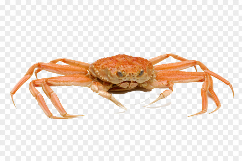 Chinese Mitten Crab Food Horsehair Portunidae PNG mitten crab Portunidae, Big orang clipart PNG