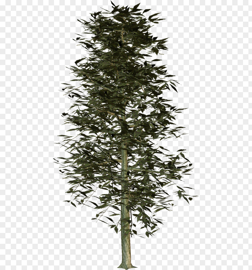 Christmas Tree Spruce Fir Larch Pine Twig PNG