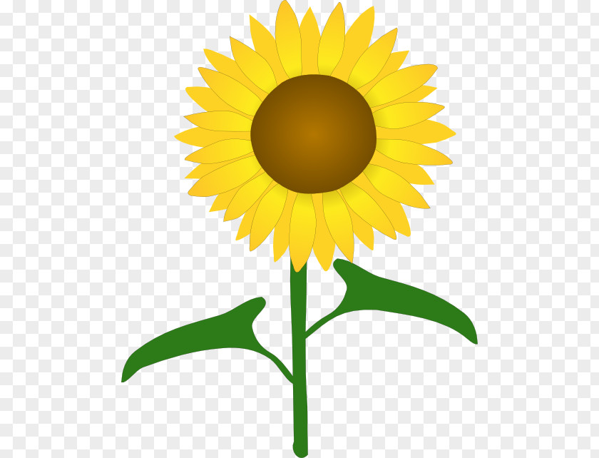Flower Common Sunflower Drawing Clip Art PNG