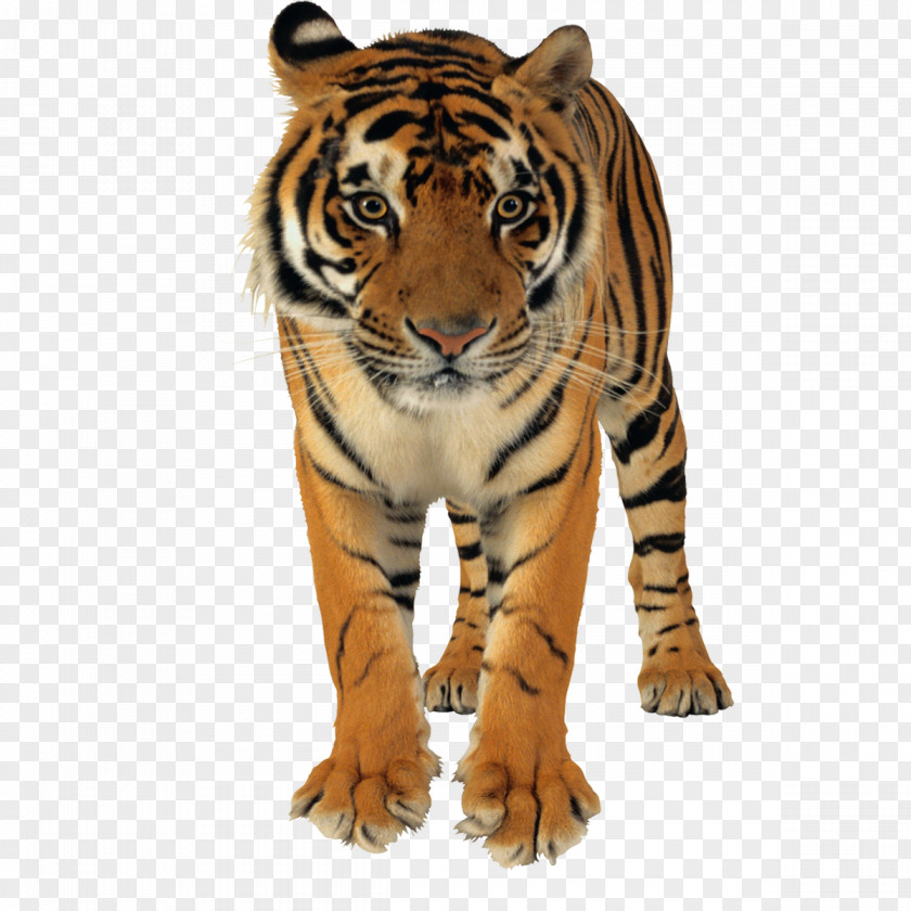 Forest Ferocious Tiger Animal PNG ferocious tiger animal clipart PNG