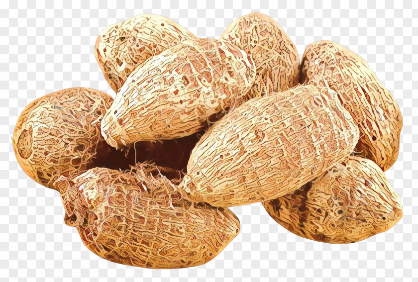 Nut Peanut Plant Food Zedoary PNG