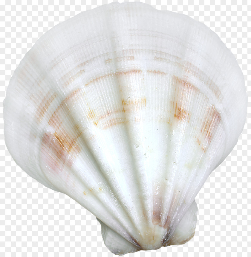 Shell Cockle Seashell Conchology PNG