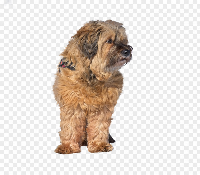 Briard Rare Breed Dog Cartoon PNG