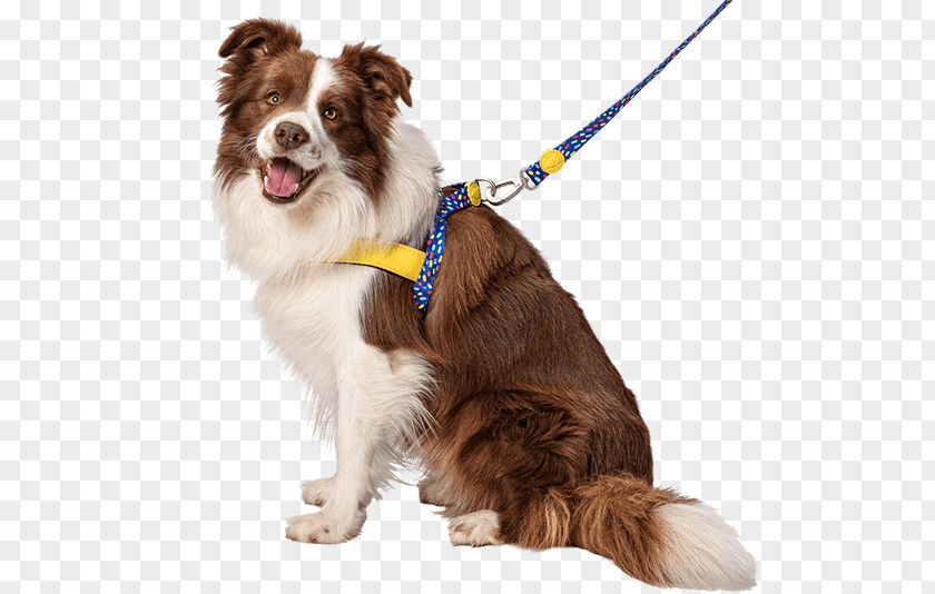 Cat Dog Breed Border Collie Boxer English Setter Scotch PNG