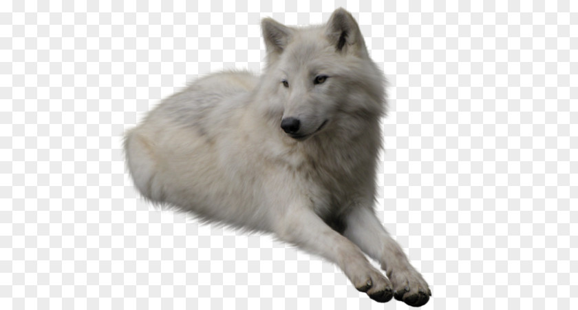 Coyote Arctic Wolf Kunming Wolfdog PNG