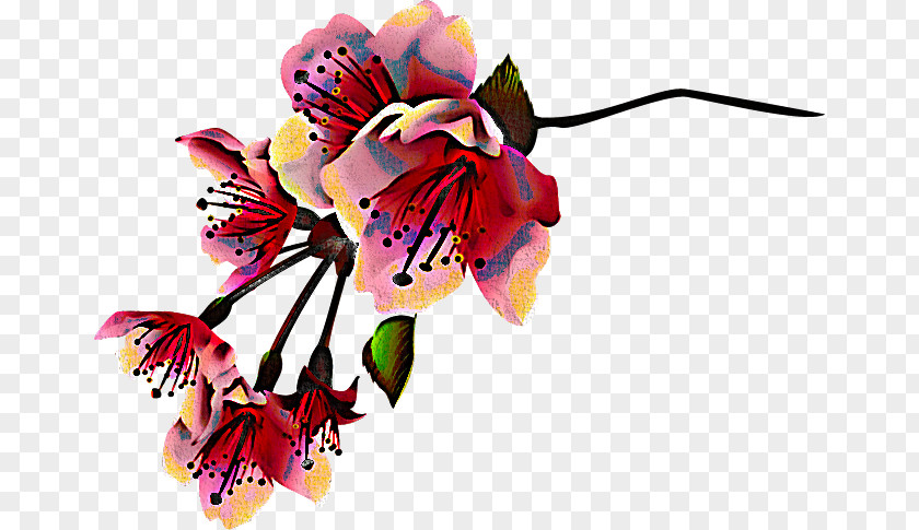 Cut Flowers Flower Pink Plant Petal PNG