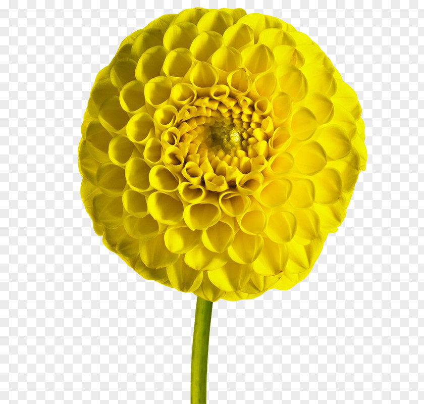 Dahlia Cut Flowers Petal PNG