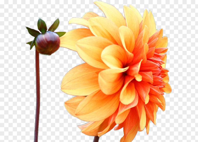 Flower Dahlia Pinnata Color Daisy Family Desktop Wallpaper PNG